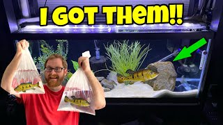 New Exotic Pet Peacock Bass They Are Predatory Cichlid Fish