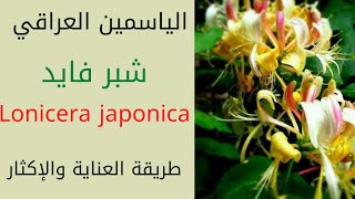 الياسمين العراقي/شبر فايد/Lonicera japonica/طريقة اكثار نبات الياسمين