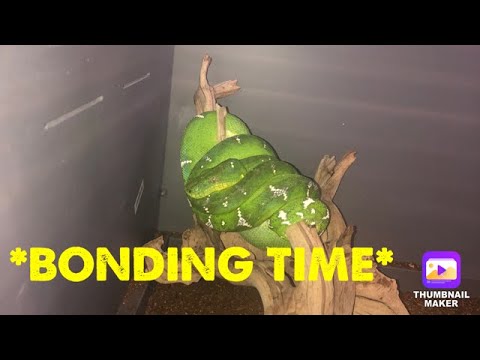 EMERALD TREE BOA SOCIALIZATION