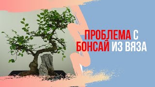 Бонсай из вяза теперь умрет? Проблема с моим мелколистным вязом