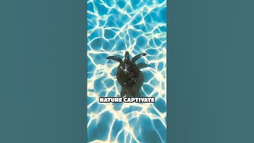 "The Fibonacci Code: Nature’s Hidden Formula for Beauty & Life" #facts #fibonaccibespoke #shorts