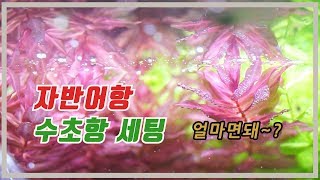 자반어항 수초항 세팅 가격 얼마면 될까?