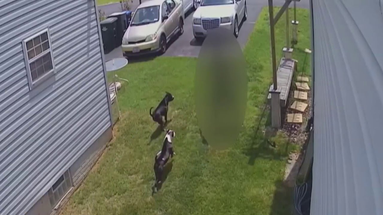 DC dog attacks can be tough to solve: The News4 Rundown | NBC4 ...