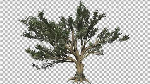 Cedar of Lebanon Tree is Swaying at the Wind | Motion Graphics - Envato elements