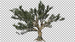 Cedar of Lebanon Tree is Swaying at the Wind | Motion Graphics - Envato elements