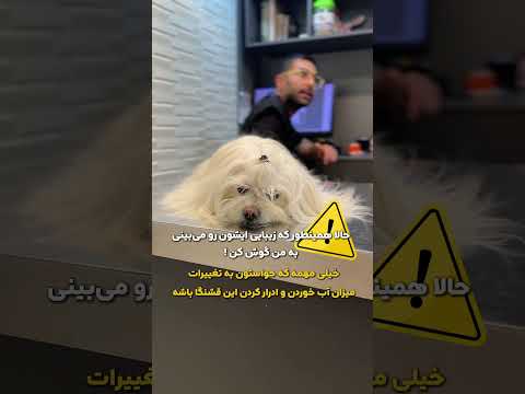 من میگم ابریشم مامانش میگه پادری کدومش بالاخره حیوانات   سگ دامپزشکی 