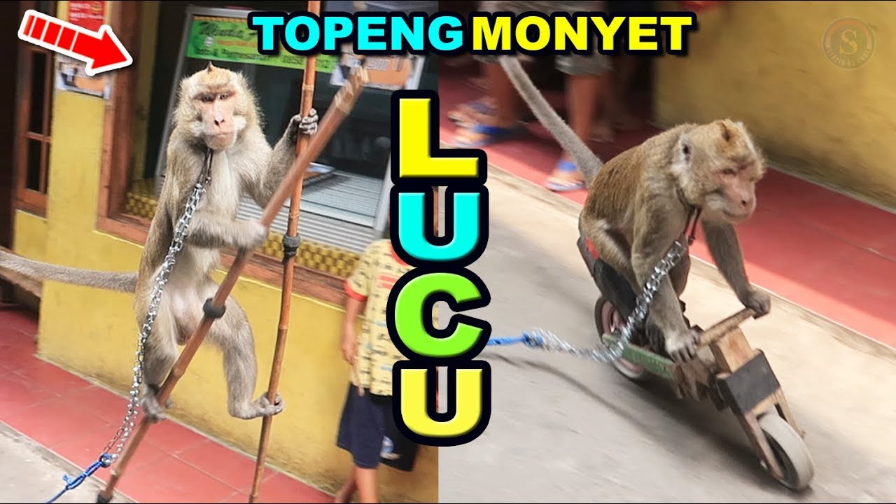 Topeng Monyet Lucu Nabrak Kursi Waktu Atraksi Funny Monkey Show
