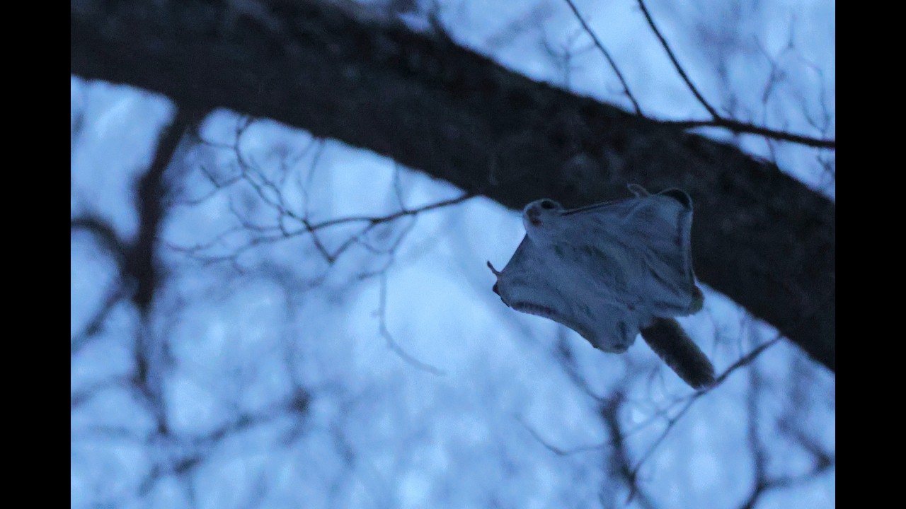 今シーズンのモモンガは終了しました