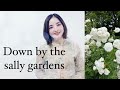 Down by the sally gardens/Lyrics (サリーガーデン・和訳)アイルランド民謡 by Shaylee Mary