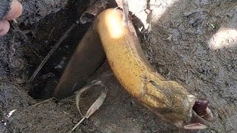 Câu Lươn Ở Đây Toàn Hang Lươn Khủng..Cảm Giác Rất Sướng Khi Câu Lưỡi Này..Dính Toàn Lươn To