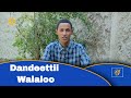Dandeettii Walaloo