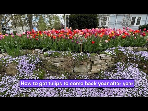 Video: Greigii Tulip Bulbs: Alamin Kung Paano Pangalagaan ang Greigii Tulip Varieties