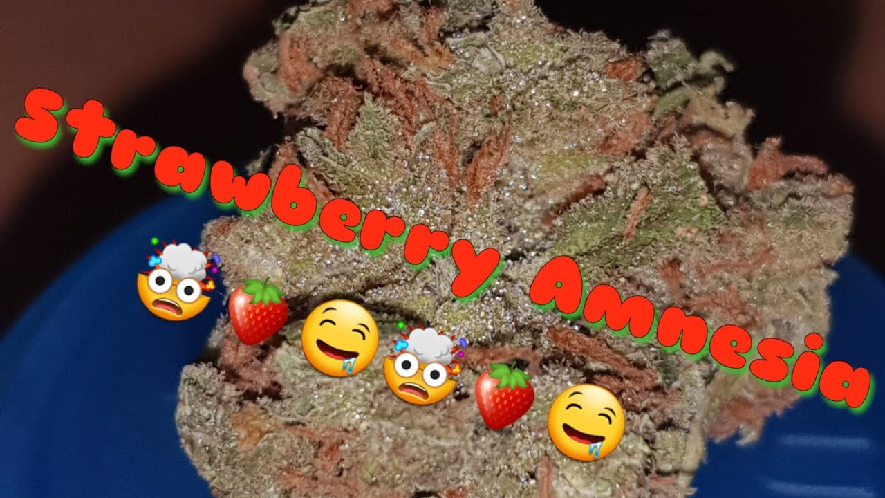NEW Cannabis Review UK(🍓🤯strawberry amnesia)2018