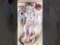 INSANELY CUTE! CATS CUDDLING EACH...