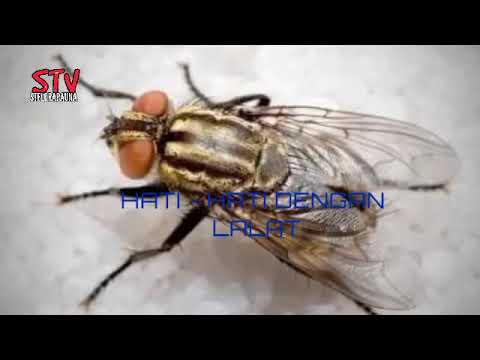 Video: Lalat Hessian Berbahaya