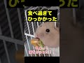 SNSでバズった!動物たちの予想外すぎたハプニング4選!!#short#いぬ #どうぶつ #動物おもしろ動画 #animals #動物おもしろ動画