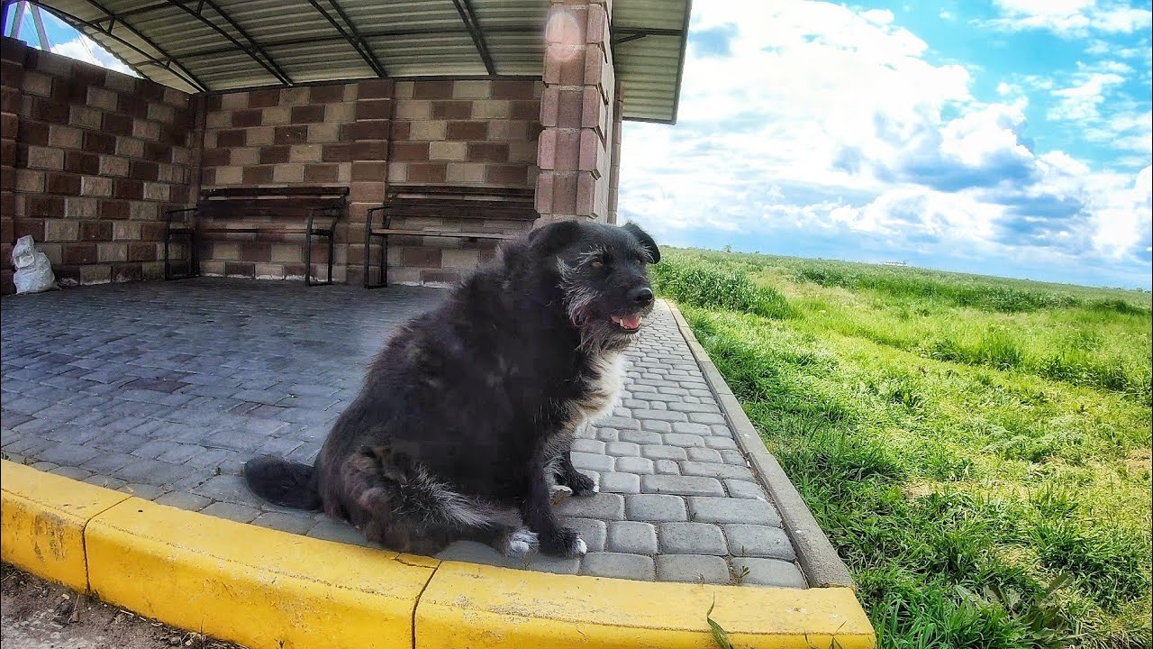 Lonely Abandoned Dog at Bus Stop Every Day Waiting for his Owner to ...