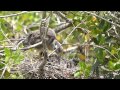 House cleaning in the yellowcrowned night heron nest