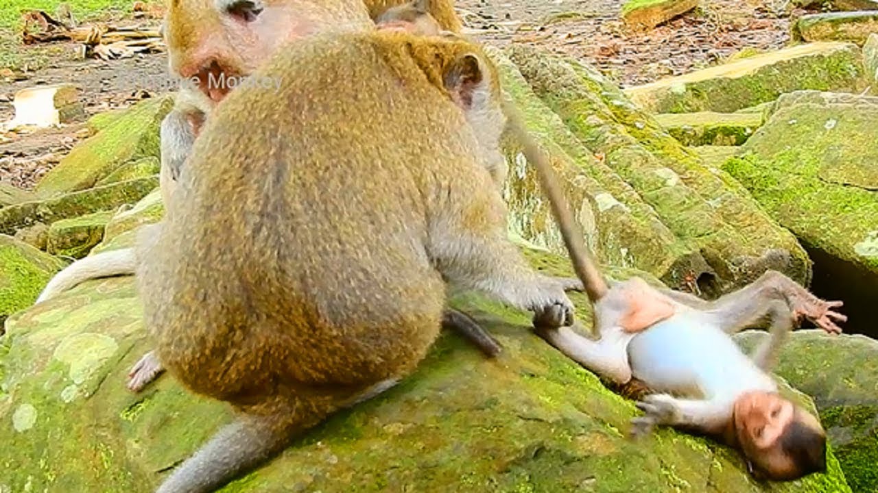 Adorable Polly Baby Monkey, A Life As Monkey Stay Mommy!