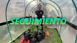 GREENHOUSE WINTER CULTIVATION