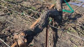 Retrain a quad trellis