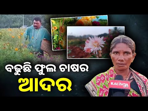 ରୋଜଗାରର ବାଟ ଦେଖାଇଛି ଫୁଲ ଚାଷ, ଭଲ ଦୁଇ ପଇସା ପାଉଛନ୍ତି ଚାଷୀ ||Knews Odisha