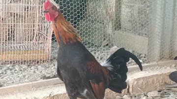 ໄກ່ຕໍ່ນໍ້າ2ງາມ qaib qus f2 qua thiab zoo nraug 25/1/2022