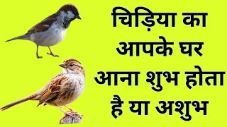 चिड़िया का घर मे आना शुभ या अशुभ/birds sparrow/gouriya/chidiya ka ghar aana kya sanket hai/shabar man