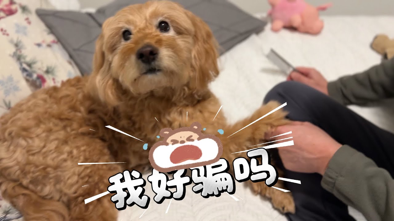 皮皮是个很搞笑的毛孩子