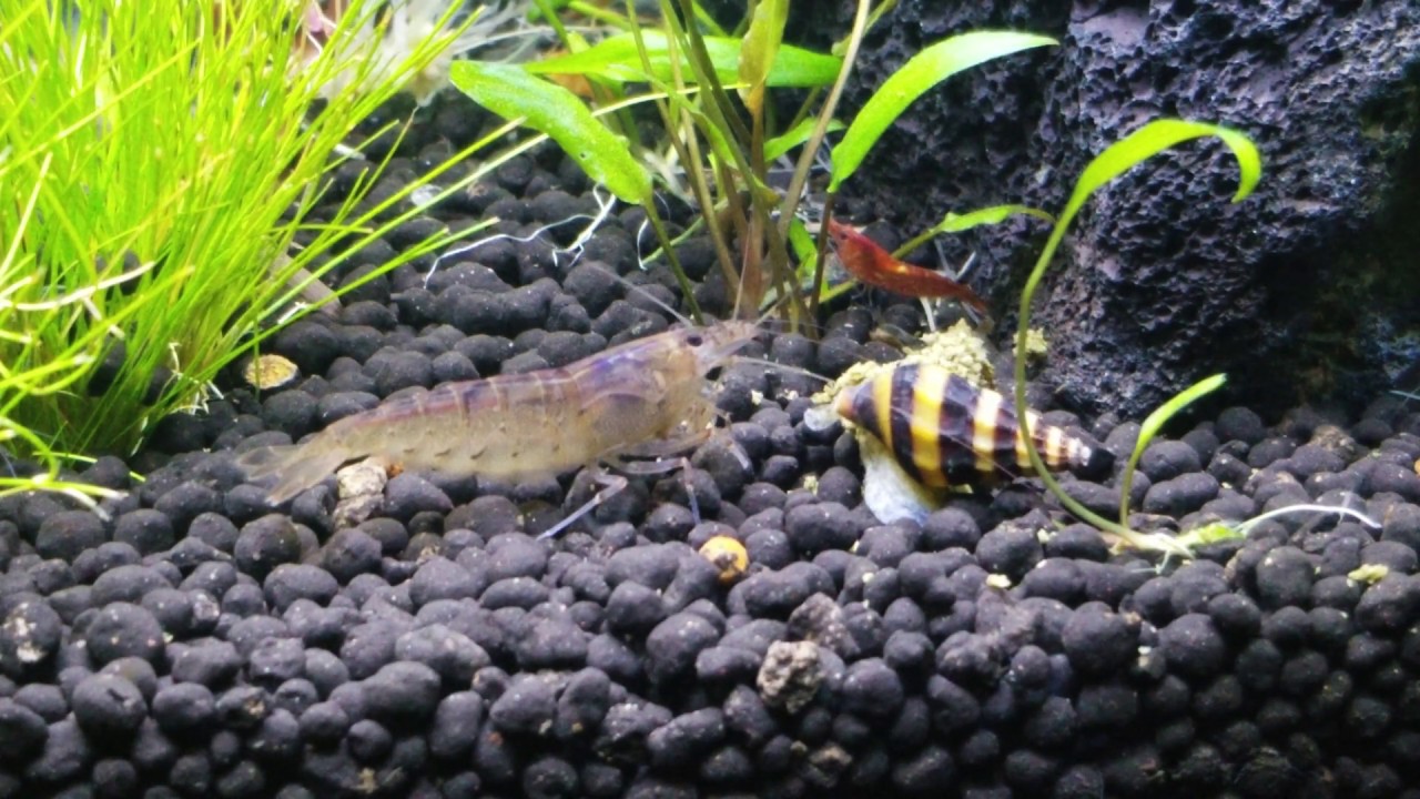 Fluval Spec 5 Guppies, Shrimp, and Assassin Snail YouTube
