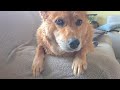 さっぱりしたオイヌ様(雑種犬)