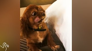 She Was Born In A Puppy Mill And Now Speaks The TRUTH