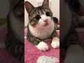 アイドルみたいに可愛い猫!! #Shorts