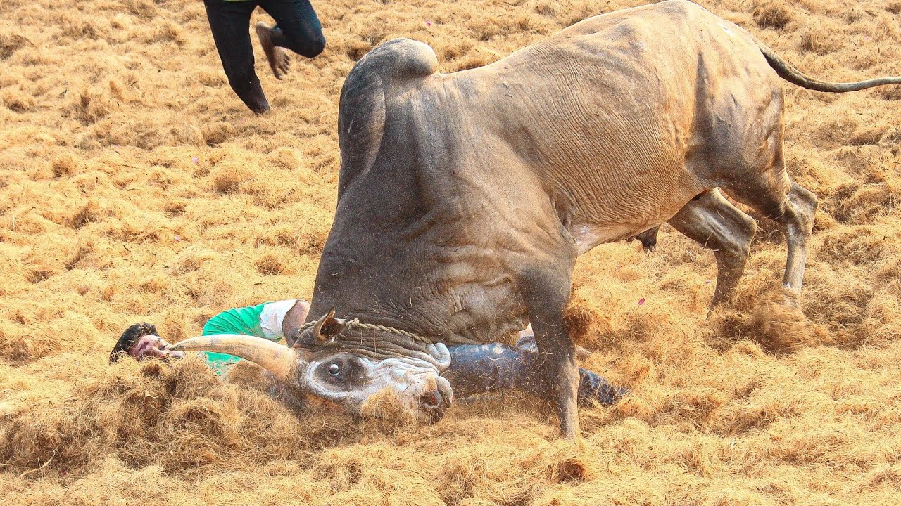 Kajamalaiyil Jallikkattu 2026 Videos 02 | காஜாமலையில் ஜல்லிக்கட்டு 2026 Videos 02