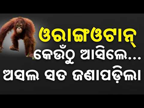 ଓରାଙ୍ଗଓଟାନ୍ ପଛର ସତ | Orangutan Smuggling Racket In Odisha: STF Probes Black Thar CCTV Footage