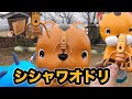また！【シシャワオドリ】を見つけた。【こびとづかん】