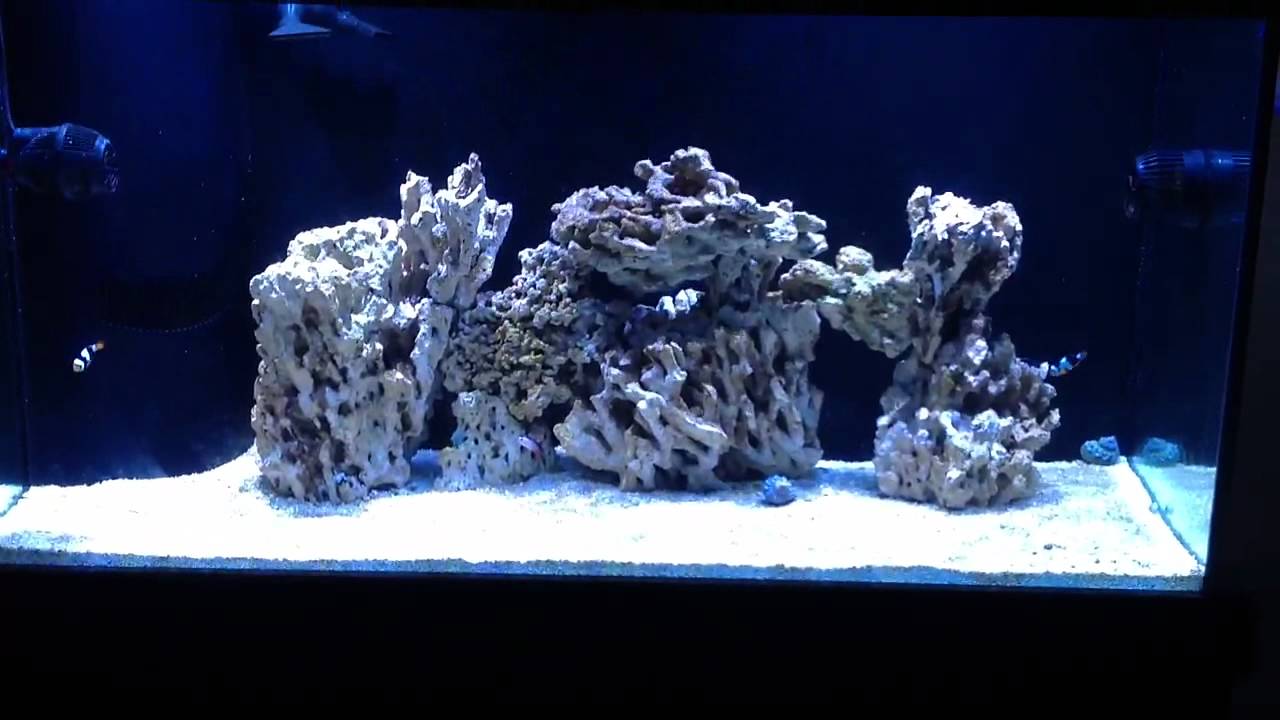 My Reef Tank 11 After the blackout YouTube
