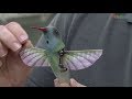 How to build a robotic hummingbird ornithopter