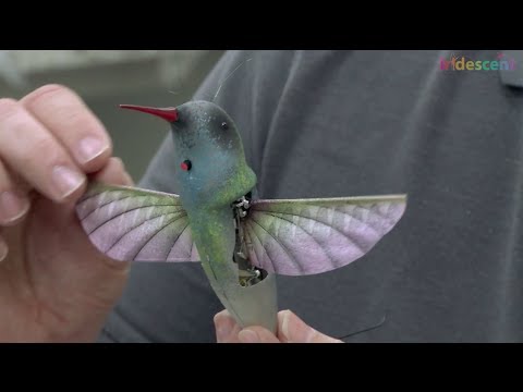 How does this hummingbird robot ornithopter fly? | STEM kids