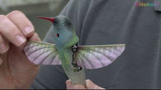 How does this hummingbird robot ornithopter fly? | STEM kids