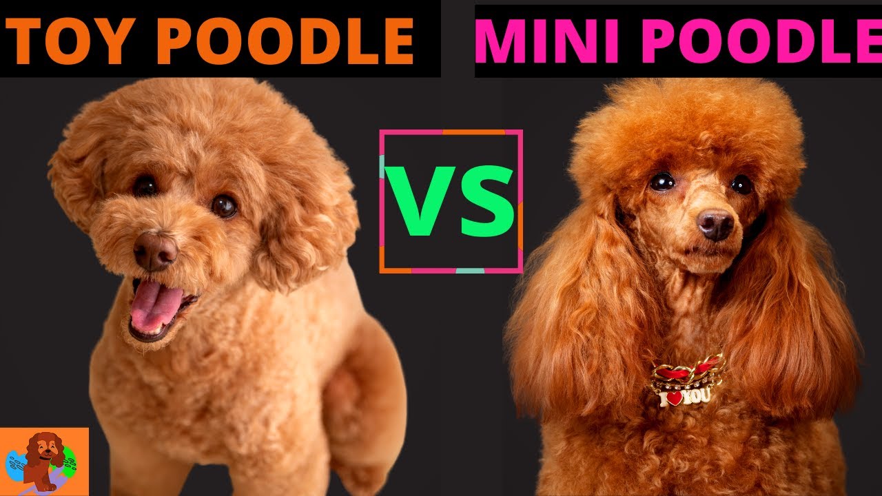 Toy Poodle Vs Miniature