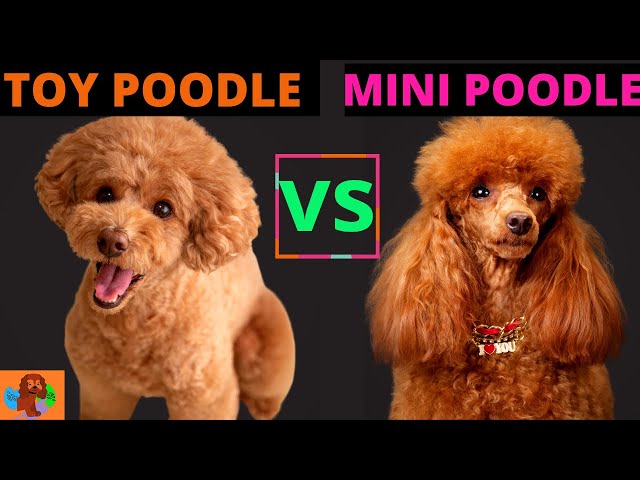 TOY POODLE VS MINIATURE POODLE (Poodle Comparison): Should You Get Both? 