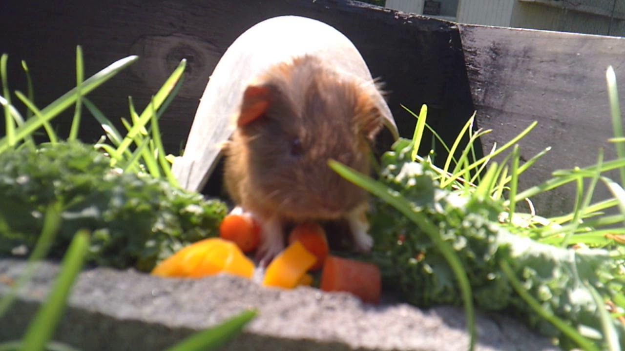 Curated visual reference: Baby Guinea Pig Eating A Carrot Photo Inspiration