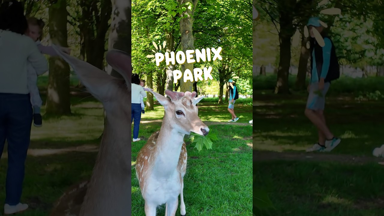 PHOENIX PARK 🌿🦌 