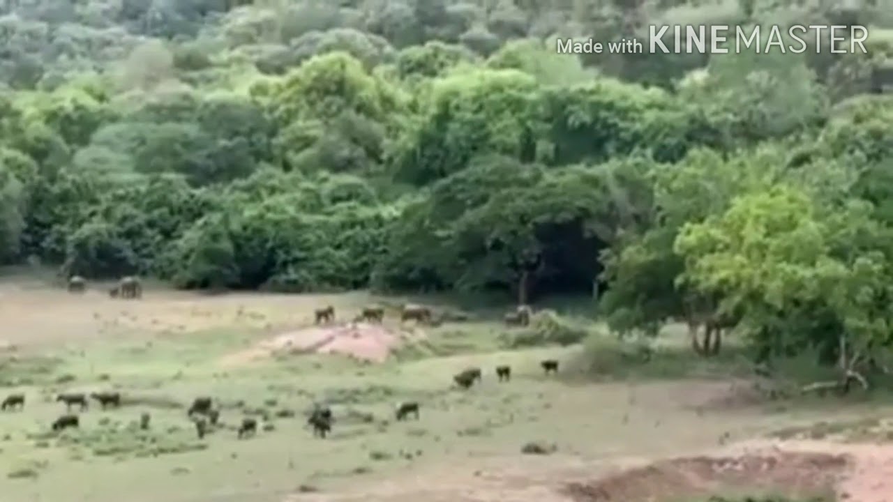 Aliyar Dam Beautiful with Wildlife & Greenery