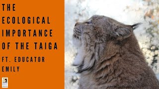 The Ecological Importance of the Taiga
