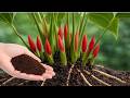 Just Place This at the Root! Anthurium Blooms All Year Long Naturally