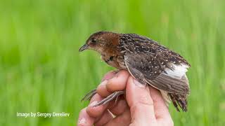 Ntsikeni Nature Reserve Community Project