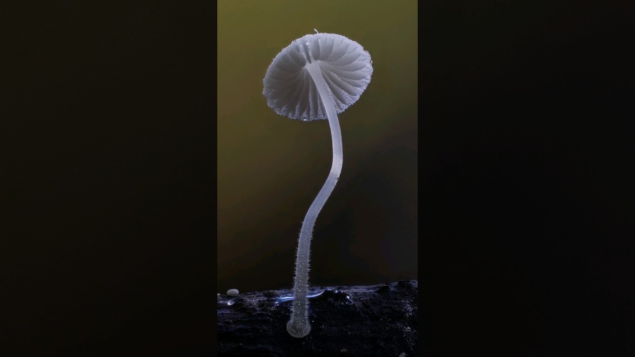 Close up Mycena sp Mushroom