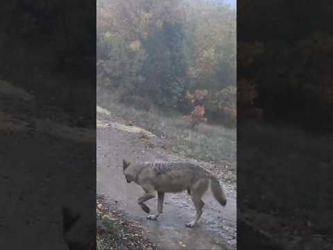 Yagmurda Gezen Kurt #youtubeshorts #ytshorts #new #nature #viral #keşfet #wildlife #wolf #kurt #kış